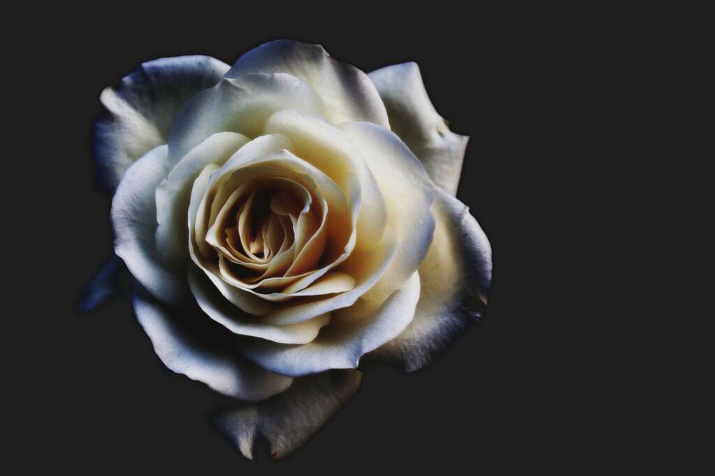 Poradnik - Pogrzeby Juka